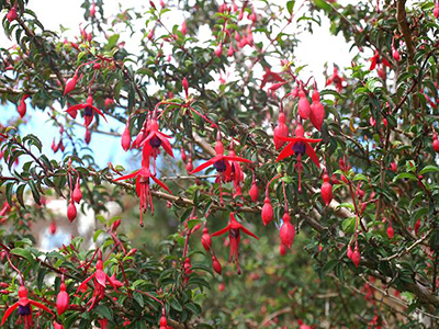 نحوه ی مراقبت از  گل آویز آپارتمانی